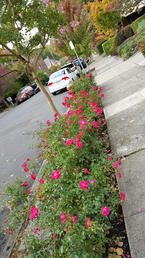 Park «Wallace City Park», reviews and photos, 1600 NW 25th Ave, Portland, OR 97210, USA