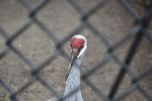 Zoo «Cosley Zoo», reviews and photos, 1356 N Gary Ave, Wheaton, IL 60187, USA