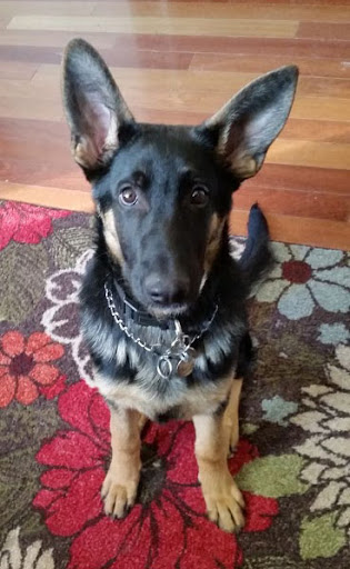 Pet Store «Pet Play House», reviews and photos, 2403 E 4th St, Reno, NV 89512, USA