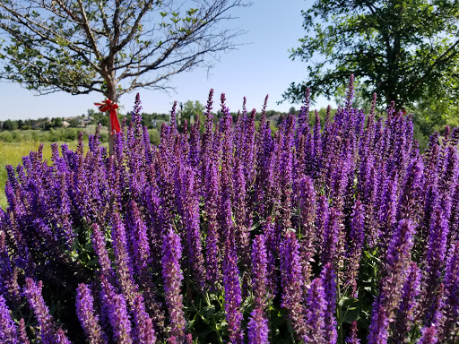 Wildlife Park «Willow Spring Open Space», reviews and photos, 7100 S Holly St, Centennial, CO 80112, USA