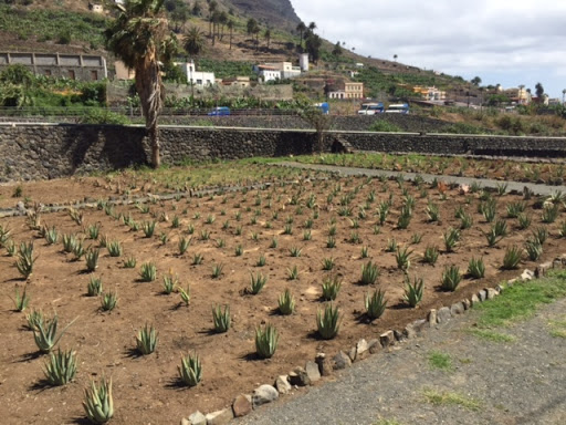 Finca Canarias Aloe Vera Hermigua La Gomera en Hermigua
