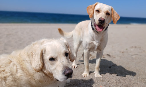 Tierarztpraxis - Verena Kleinfeldt unter Tessin, Mecklenburg-Vorpommern