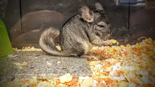 Pet Supply Store «PetSmart», reviews and photos, 1140 W Elliot Rd, Tempe, AZ 85284, USA