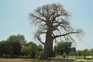 Gorakh Ambli Rukhdo Tree image