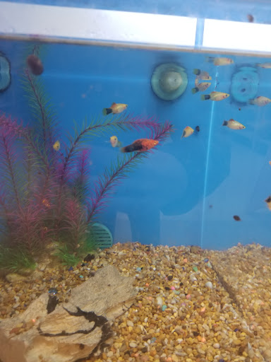 Pet Supply Store «PetSmart», reviews and photos, 34940 Emerald Coast Pkwy, Destin, FL 32541, USA