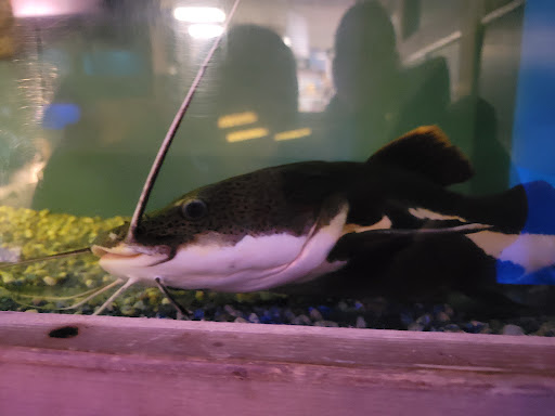 Tropical Fish Store «Ocean Aquarium», reviews and photos, 6820 E Black Horse Pike, Egg Harbor Township, NJ 08234, USA
