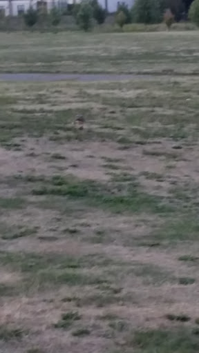 Park «Harambee Park», reviews and photos, 930 Blue Hill Avenue, Boston, MA 02124, USA