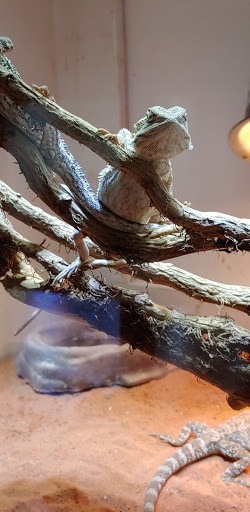 Pet Store «Pets Plus-Reptiles & Exotic», reviews and photos, 421 West Ave, Lockport, NY 14094, USA