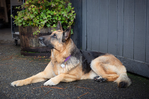 Auto Repair Shop «Car Tender», reviews and photos, 1706 12th Ave, Seattle, WA 98122, USA