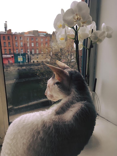 Lulu's Cat & Dog Sitting Dublin