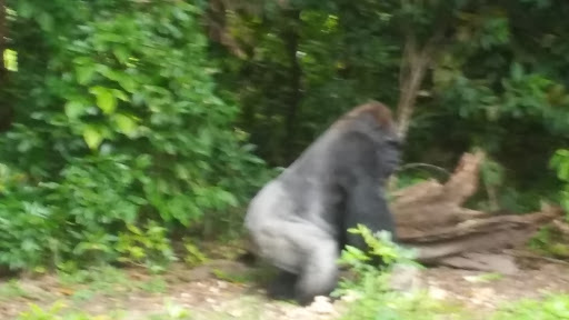 Nature Preserve «Harden Hammock Preserve», reviews and photos, SW 108th Ave, Miami, FL 33170, USA