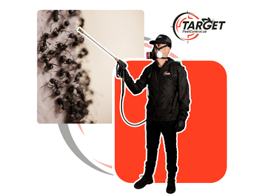 Ant Exterminator