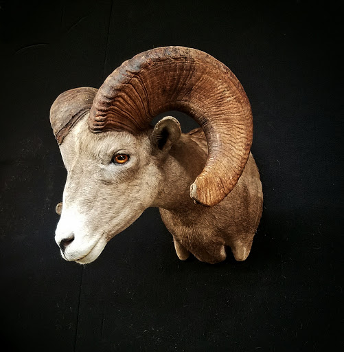 Taxidermist «HighPoint Taxidermy And Outfutters», reviews and photos, 14860 OH-13, Thornville, OH 43076, USA