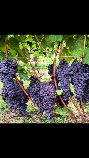 Winery «Turdo Vineyards», reviews and photos, 3911 Bayshore Rd, Cape May, NJ 08204, USA