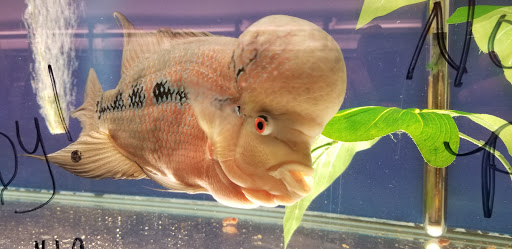 Tropical Fish Store «Concord Aquarium», reviews and photos, 1776 Arnold Industrial Way, Concord, CA 94520, USA