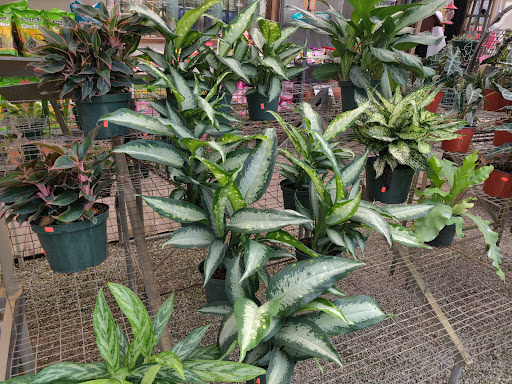 Wholesale Plant Nursery «Galloway Farm Nursery Inc.», reviews and photos, 7790 SW 87th Ave, Miami, FL 33173, USA