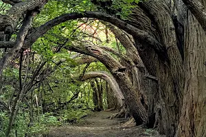 Tunnel of Trees image