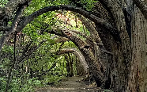 Tunnel of Trees image
