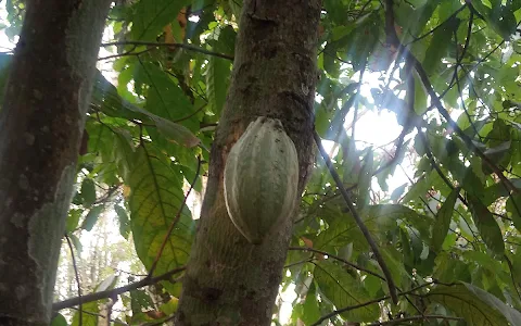 Tetteh Quashie Cocoa Farm image