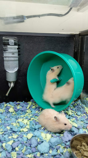 Pet Supply Store «PetSmart», reviews and photos, 2347 N Telegraph Rd, Monroe, MI 48162, USA