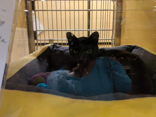 Pet Supply Store «PetSmart», reviews and photos, 2500 Posner Blvd, Davenport, FL 33837, USA