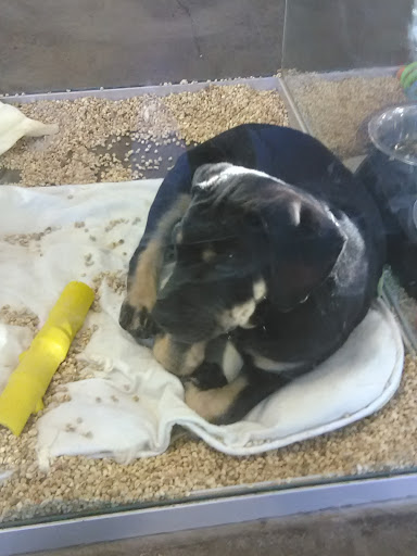 Pet Store «Critter Cabana - Wilsonville», reviews and photos, 8406 SW Main St #200, Wilsonville, OR 97070, USA