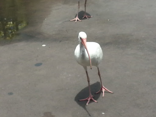 Park «Larry and Penny Thompson Park», reviews and photos, 12451 SW 184th St, Miami, FL 33177, USA