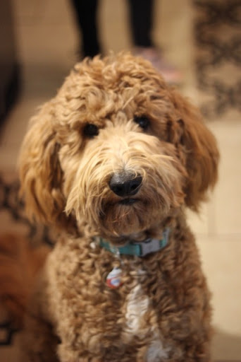 Auto Insurance Agency «State Farm: Wes Harris», reviews and photos