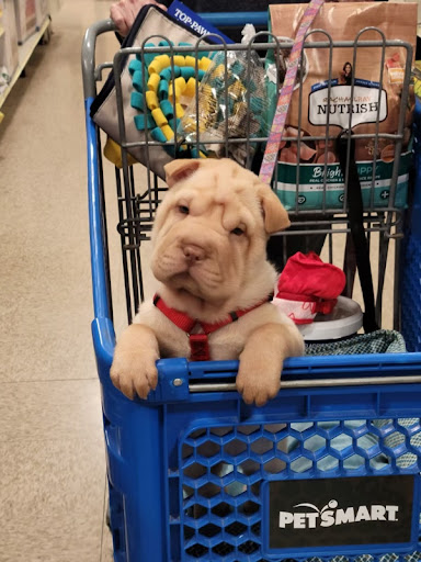 Pet Store «Animal Kingdom», reviews and photos, 4500 N Oracle Rd #254, Tucson, AZ 85705, USA