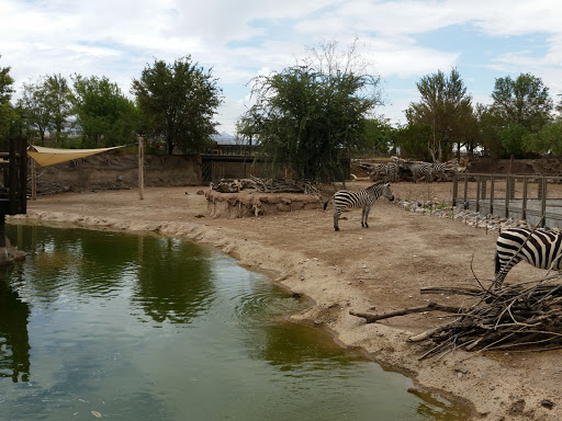 Zoo «El Paso Zoo», reviews and photos, 4001 E Paisano Dr, El Paso, TX 79905, USA