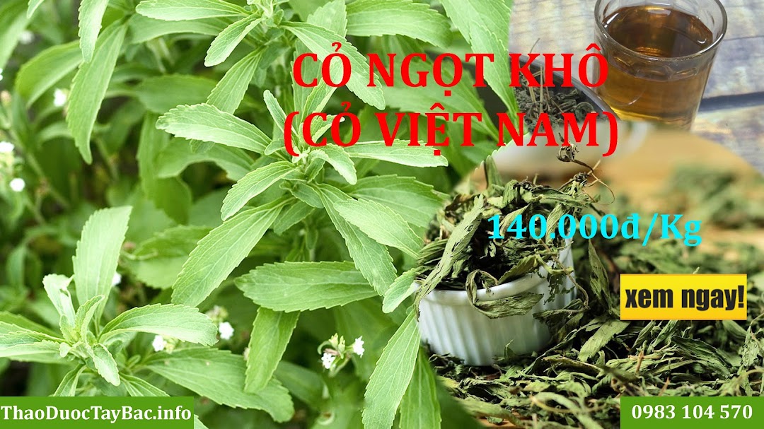 Cỏ Ngọt Hà Nội ThaoDuocTayBac.Info