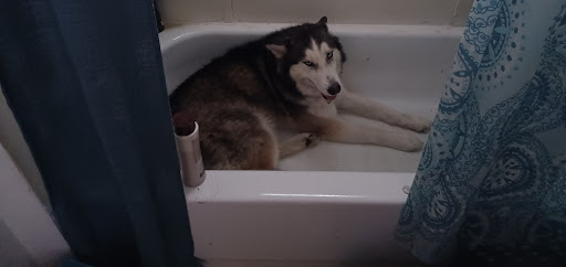 Pet Supply Store «Big Tex Feed & Pet Supply», reviews and photos, 7102 Cullen Blvd, Houston, TX 77021, USA