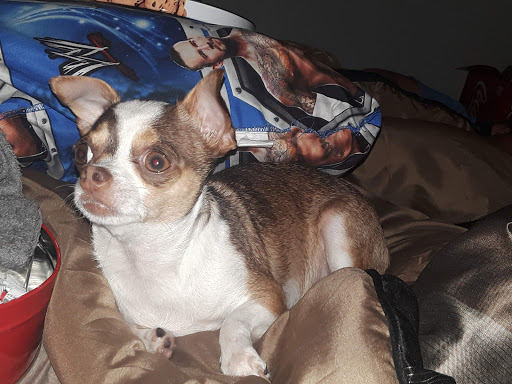 Golf Course «Gresham Golf Course», reviews and photos, 2155 NE Division St, Gresham, OR 97030, USA