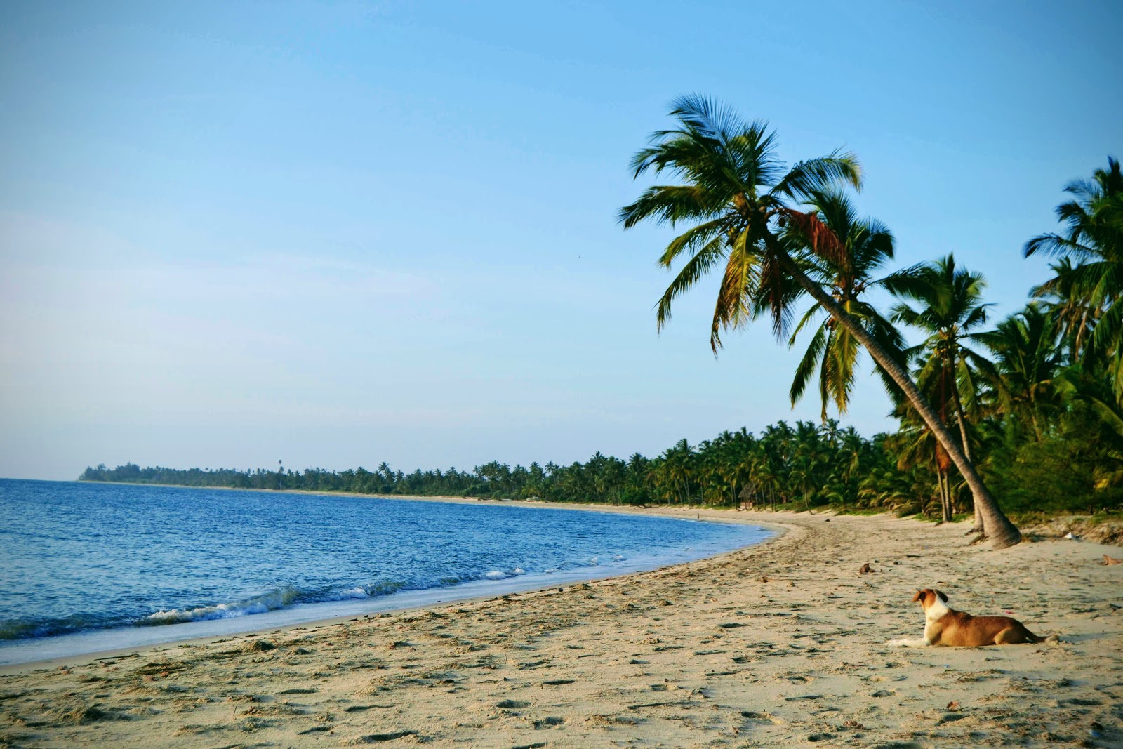Ushongo Beach photo #7