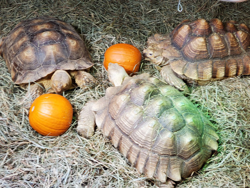 Pet Store «Off The Hook Exotics Pet Shop», reviews and photos, 926 5th Ave, Coraopolis, PA 15108, USA