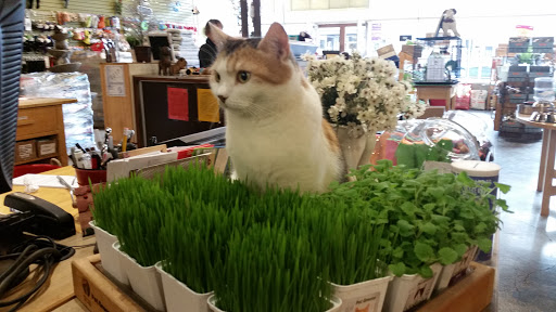 Pet Store «Next to Nature», reviews and photos, 4543 California Ave SW, Seattle, WA 98116, USA