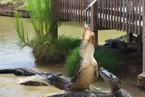 Gators and Friends image