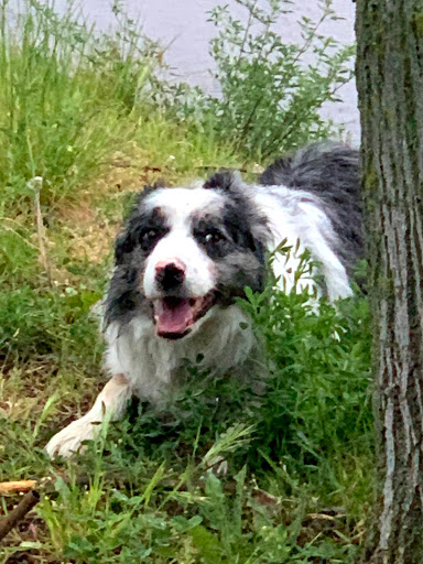 Guzman El Bueno Clínica Veterinaria en Madrid