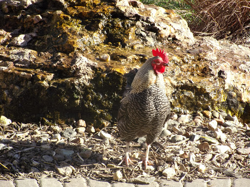 Winery «Strawbale Winery», reviews and photos, 47215 257th St, Renner, SD 57055, USA