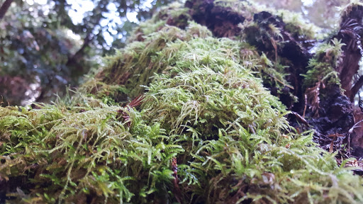 Nature Preserve «LandPaths Grove of Old Trees», reviews and photos, 17599 Fitzpatrick Ln, Occidental, CA 95465, USA