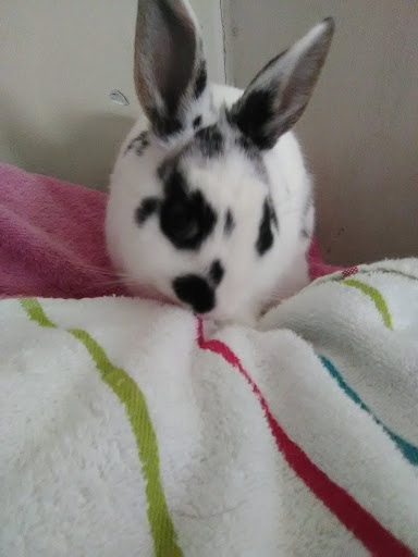 Pet Supply Store «PetSmart», reviews and photos, 2 Brick Plaza, Brick, NJ 08723, USA