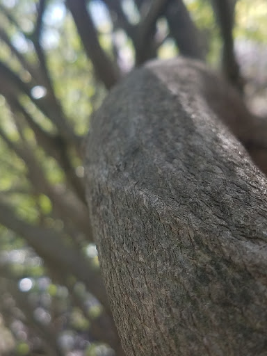 Park «Allsopp Park», reviews and photos, 3700 Cedar Hill Rd, Little Rock, AR 72202, USA