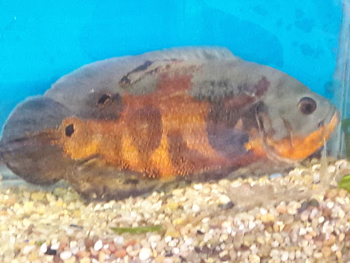 Pet Store «Zimmers Pets», reviews and photos, 51 E Philadelphia Ave, Boyertown, PA 19512, USA