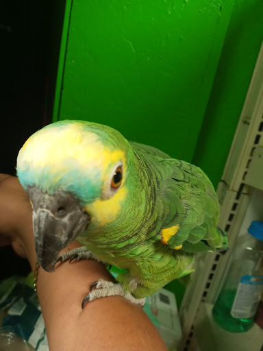 Pet Store «Inez Pet Shop», reviews and photos, 3825 Whittier Blvd, Los Angeles, CA 90023, USA