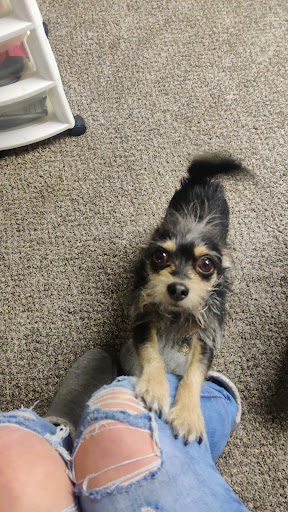 Dog Day Care Center «K9 Behavior UT, LLC», reviews and photos, 1458 Main St, Salt Lake City, UT 84115, USA