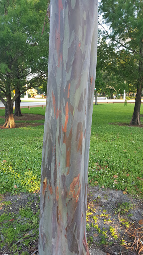 Park «Liberty Tree Park», reviews and photos, 7421 NW 5th St, Plantation, FL 33317, USA
