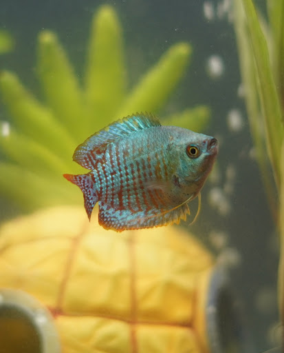 Pet Supply Store «Petco Animal Supplies», reviews and photos, 5925 US-6, Portage, IN 46368, USA