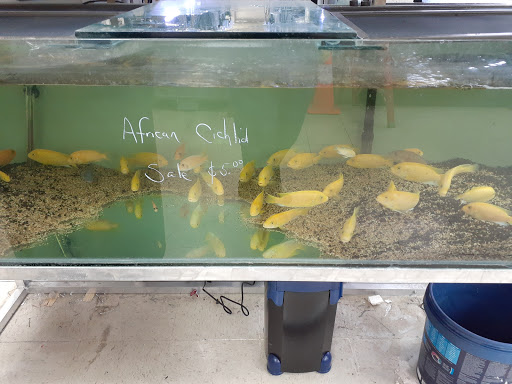 Aquarium Shop «Aquarium Arts», reviews and photos, 1810 W Baseline Rd #1, Mesa, AZ 85202, USA