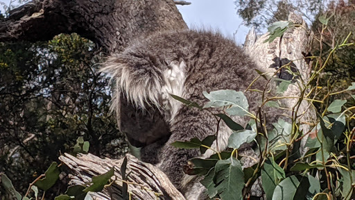 Travel Agency «About Australia», reviews and photos, 226 W Rector #1, San Antonio, TX 78216, USA