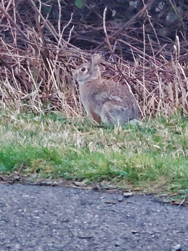 Park «Celebration Park», reviews and photos, 1095 S 324th St, Federal Way, WA 98003, USA